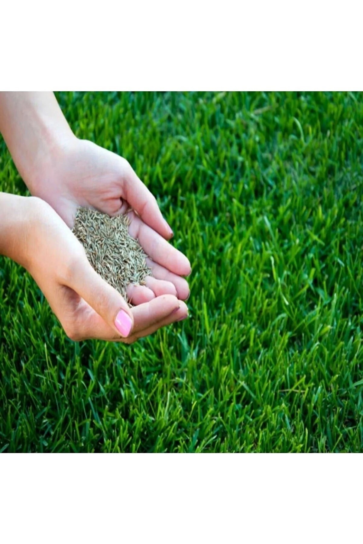 AGROERA Ithal Çim Tohumu Özel 6 Lı Karışım Basmaya Dayanıklı 7 Günde Çimlenir 1 Kg 053